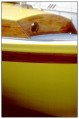 Anchois * 333 x 500 * (27KB)