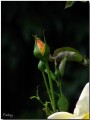 fredncy * 361 x 480 * (28KB)